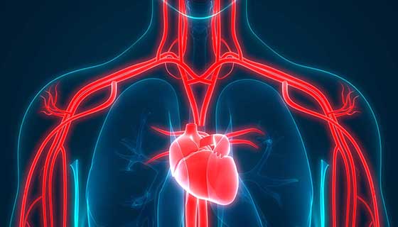  5 Tips for Having a Healthier Heart